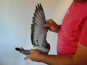 Pigeon image