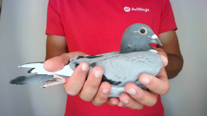 Pigeon image