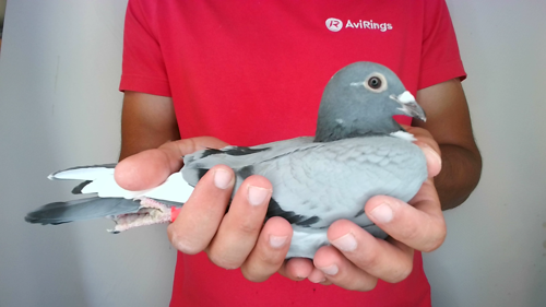 Pigeon image