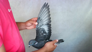 Pigeon image