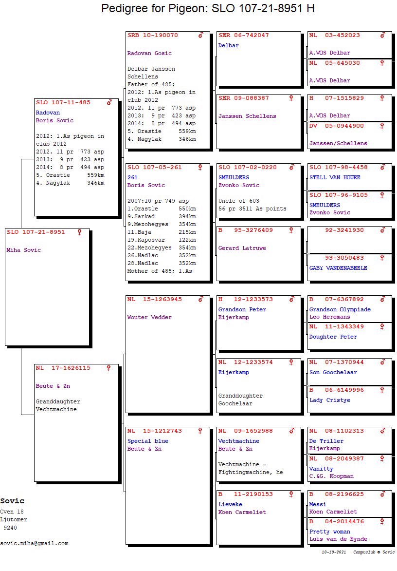 Pigeon pedigree image
