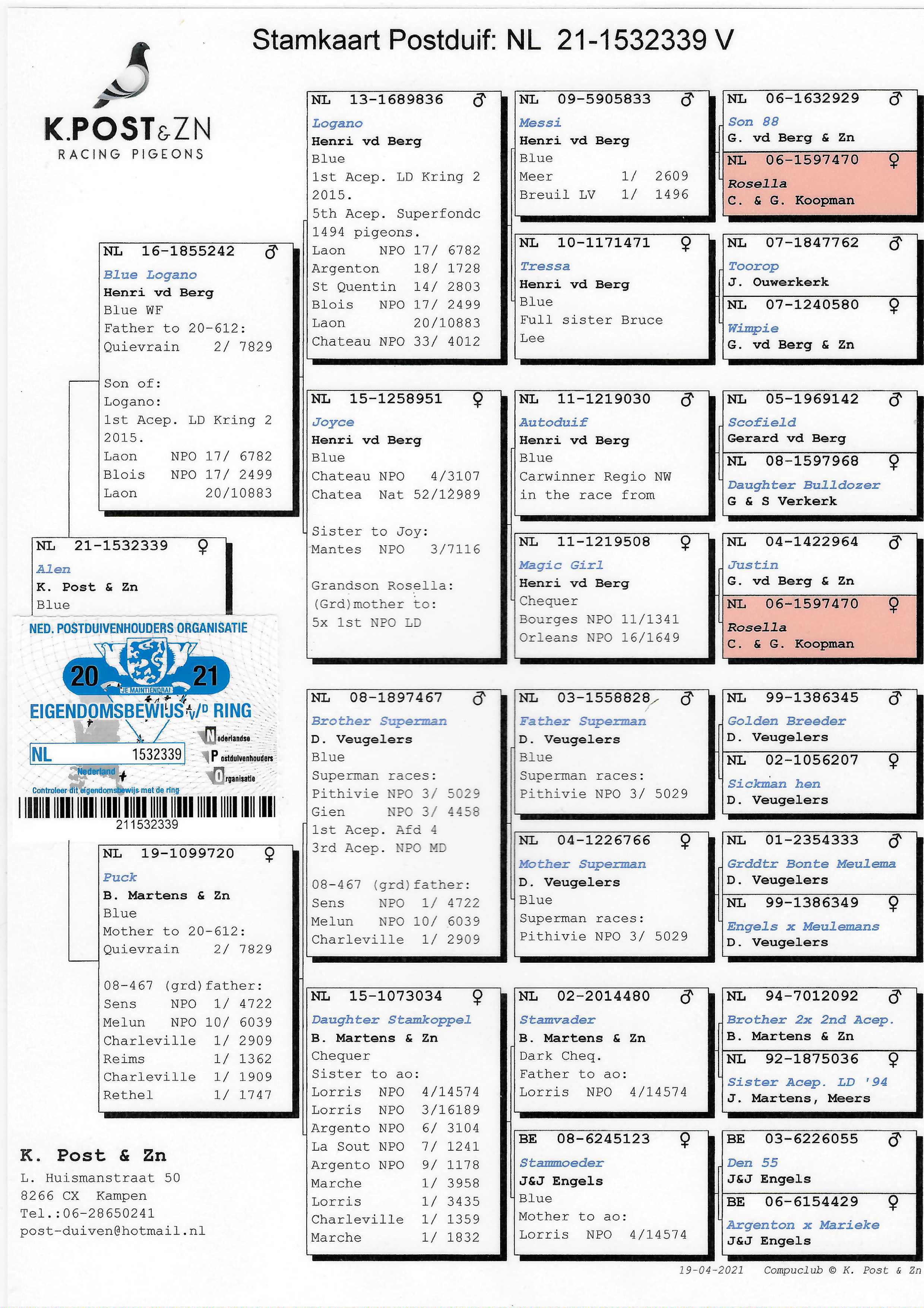 Pigeon pedigree image