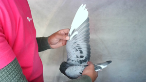 Pigeon image