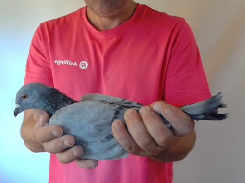 Pigeon image