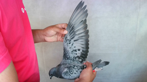 Pigeon image