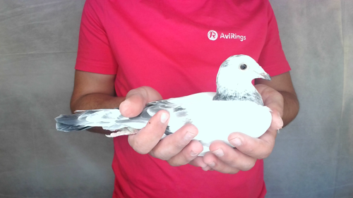 Pigeon image