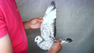Pigeon image