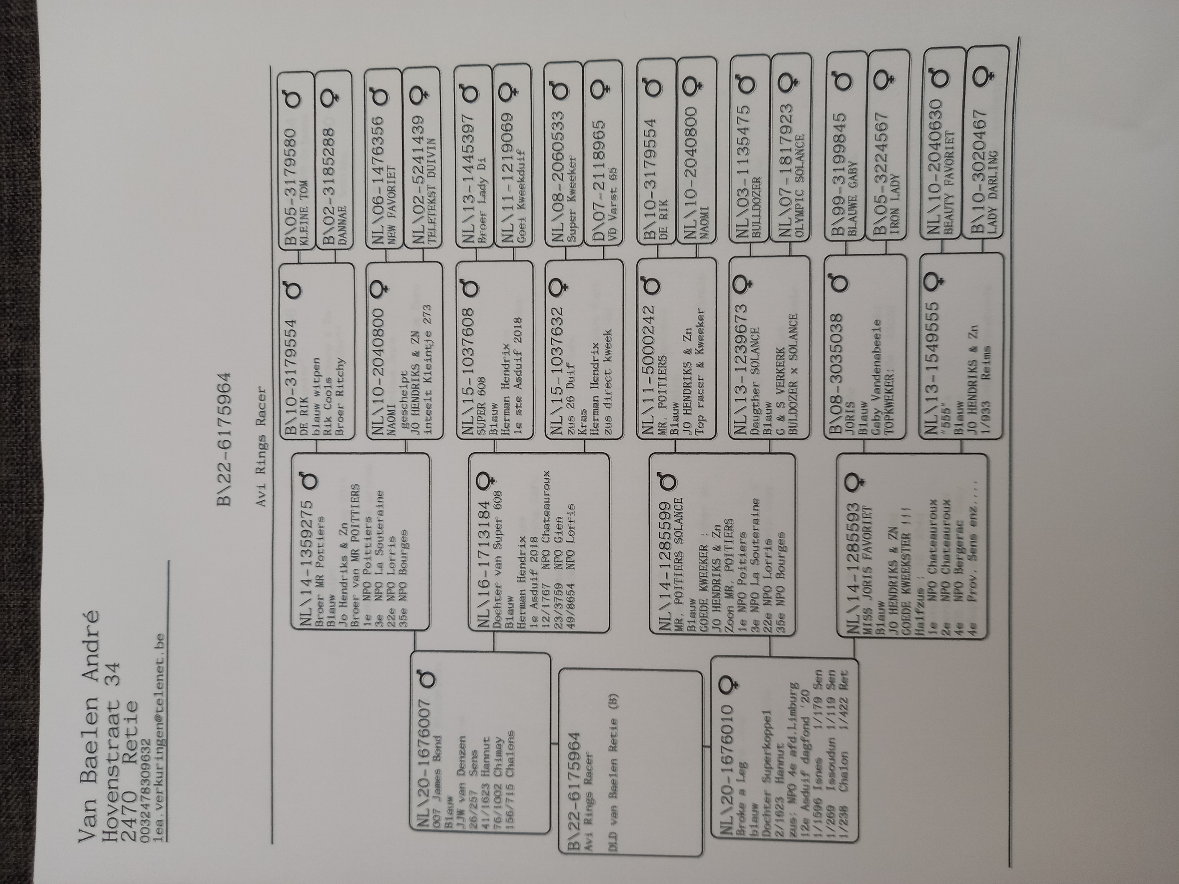 Pigeon pedigree image