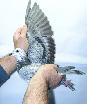 Pigeon image