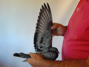 Pigeon image