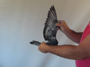 Pigeon image