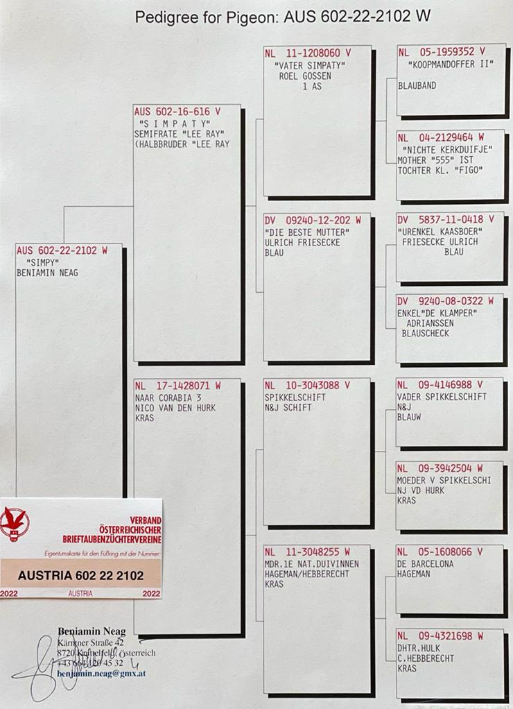 Pigeon pedigree image