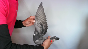 Pigeon image