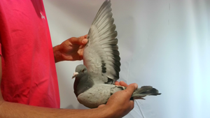 Pigeon image