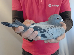 Pigeon image