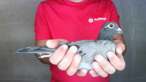 Pigeon image
