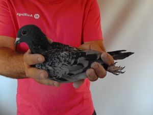 Pigeon image