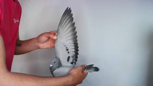 Pigeon image