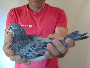 Pigeon image