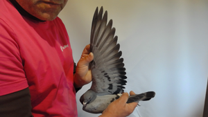 Pigeon image