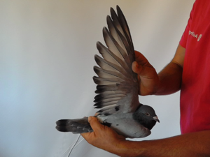 Pigeon image