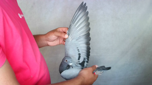 Pigeon image