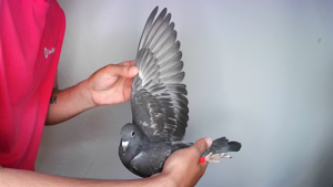 Pigeon image