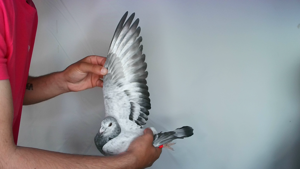 Pigeon image