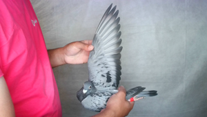 Pigeon image