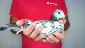 Pigeon image