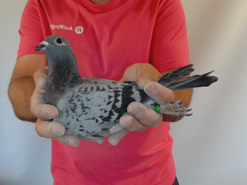 Pigeon image