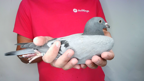 Pigeon image