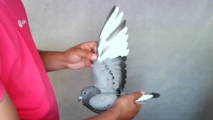 Pigeon image