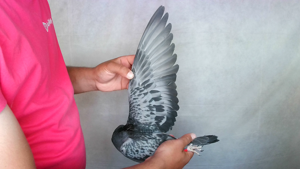 Pigeon image