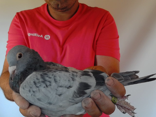 Pigeon image
