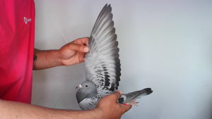 Pigeon image