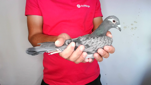 Pigeon image