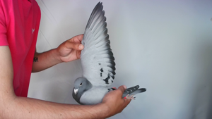 Pigeon image