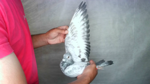 Pigeon image