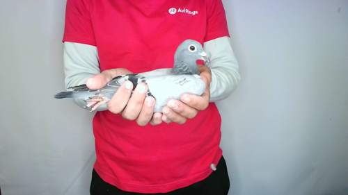 Pigeon image