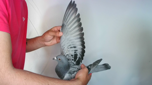 Pigeon image