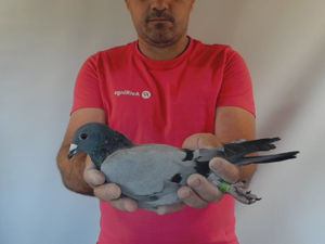 Pigeon image