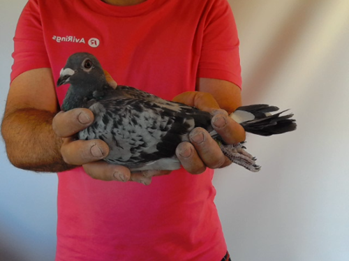 Pigeon image