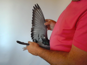 Pigeon image