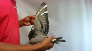 Pigeon image