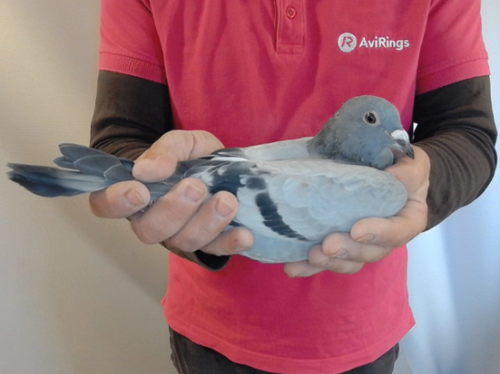 Pigeon image