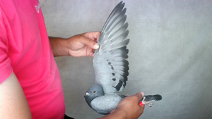 Pigeon image