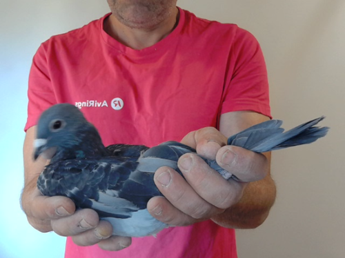 Pigeon image