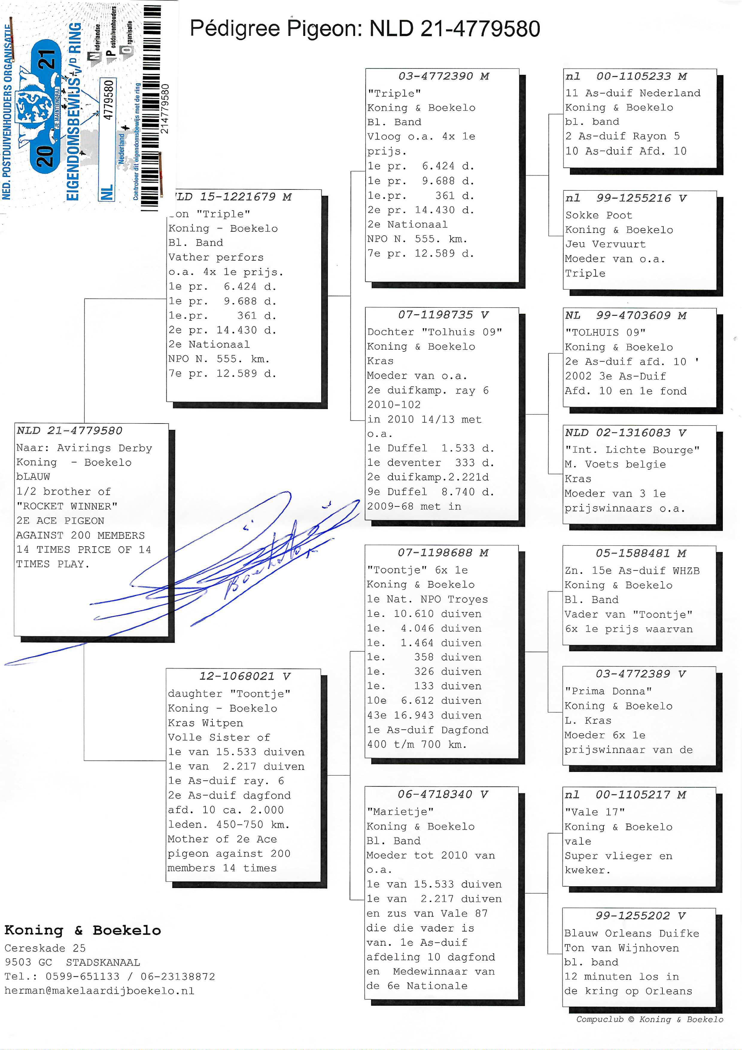 Pigeon pedigree image