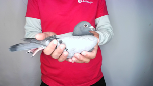 Pigeon image